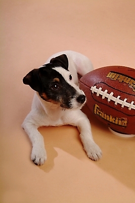 포토 JPG 스튜디오촬영 동물 척추동물 한마리 육지동물 반려견 스포츠용품 공 포유류 사람없음 반려동물 개 강아지 테리어 럭비공 잭러셀테리어 반려 국내포토 1 스포츠 실내 오브젝트 럭비용품 파일형식