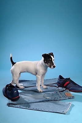 포토 JPG 스튜디오촬영 동물 척추동물 한마리 육지동물 옷 반려견 운동화 신발 바지 포유류 사람없음 반려동물 청바지 개 강아지 진 테리어 잭러셀테리어 반려 국내포토 1 하의 실내 파일형식