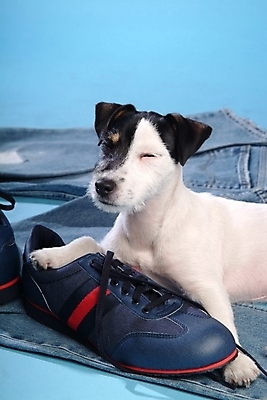 포토 JPG 스튜디오촬영 동물 척추동물 한마리 육지동물 옷 반려견 운동화 신발 바지 포유류 사람없음 반려동물 청바지 개 강아지 진 테리어 잭러셀테리어 반려 국내포토 1 하의 실내 파일형식