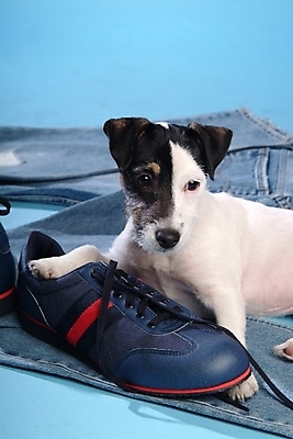 포토 JPG 스튜디오촬영 동물 척추동물 한마리 육지동물 옷 반려견 운동화 신발 바지 포유류 사람없음 반려동물 청바지 개 강아지 진 테리어 잭러셀테리어 반려 국내포토 1 하의 실내 파일형식