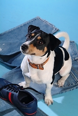 포토 JPG 스튜디오촬영 동물 척추동물 한마리 육지동물 옷 반려견 운동화 신발 바지 포유류 사람없음 반려동물 청바지 개 강아지 진 테리어 잭러셀테리어 반려 국내포토 1 하의 실내 파일형식