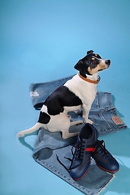 포토 JPG 스튜디오촬영 동물 척추동물 한마리 육지동물 옷 반려견 운동화 신발 바지 포유류 사람없음 반려동물 청바지 개 강아지 진 테리어 잭러셀테리어 반려 국내포토 1 하의 실내 파일형식