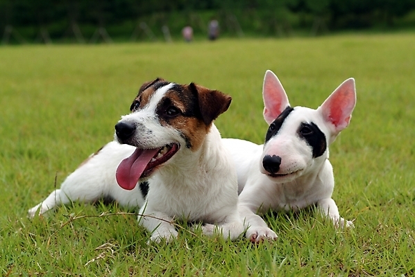 포토 JPG 주간 나무 식물 동물 척추동물 육지동물 반려견 두마리 포유류 잔디 사람없음 야외 반려동물 개 강아지 테리어 불테리어 잭러셀테리어 반려 국내포토 자연요소 2 파일형식