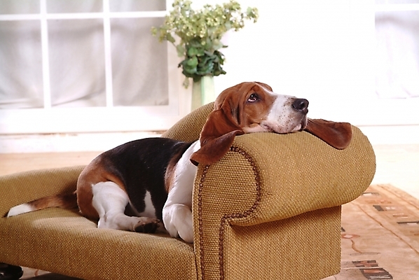포토 JPG 식물 동물 척추동물 한마리 육지동물 화분 반려견 의자 포유류 실내 사람없음 책 반려동물 소파 개 강아지 사냥개 하운드 바셋하운드 반려 국내포토 1 가구 내부 파일형식