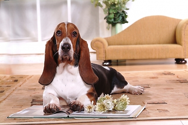 포토 JPG 식물 동물 척추동물 한마리 육지동물 꽃 화분 반려견 의자 포유류 실내 사람없음 책 반려동물 소파 장미 개 강아지 사냥개 하운드 바셋하운드 반려 국내포토 1 가구 내부 파일형식