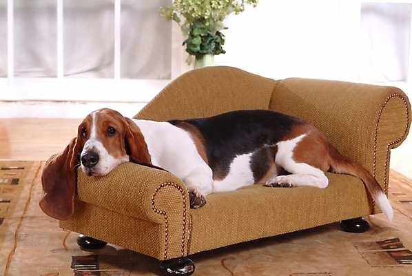 포토 JPG 식물 동물 척추동물 한마리 육지동물 반려견 의자 포유류 실내 사람없음 반려동물 소파 개 강아지 사냥개 하운드 바셋하운드 반려 국내포토 1 가구 내부 파일형식