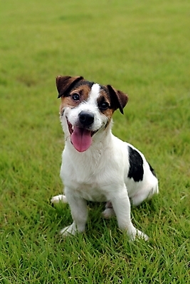 포토 JPG 주간 동물 척추동물 한마리 육지동물 반려견 포유류 잔디 사람없음 야외 반려동물 개 강아지 테리어 잭러셀테리어 반려 국내포토 자연요소 식물 1 파일형식