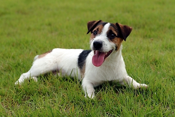 포토 JPG 주간 동물 척추동물 한마리 육지동물 반려견 포유류 잔디 사람없음 야외 반려동물 개 강아지 테리어 잭러셀테리어 반려 국내포토 자연요소 식물 1 파일형식