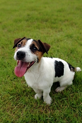 포토 JPG 주간 동물 척추동물 한마리 육지동물 반려견 포유류 잔디 사람없음 야외 반려동물 개 강아지 테리어 잭러셀테리어 반려 국내포토 자연요소 식물 1 파일형식