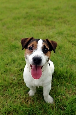 포토 JPG 주간 동물 척추동물 한마리 육지동물 반려견 포유류 잔디 사람없음 야외 반려동물 개 강아지 테리어 잭러셀테리어 반려 국내포토 자연요소 식물 1 파일형식