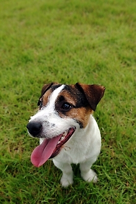 포토 JPG 주간 동물 척추동물 한마리 육지동물 반려견 포유류 잔디 사람없음 야외 반려동물 개 강아지 테리어 잭러셀테리어 반려 국내포토 자연요소 식물 1 파일형식