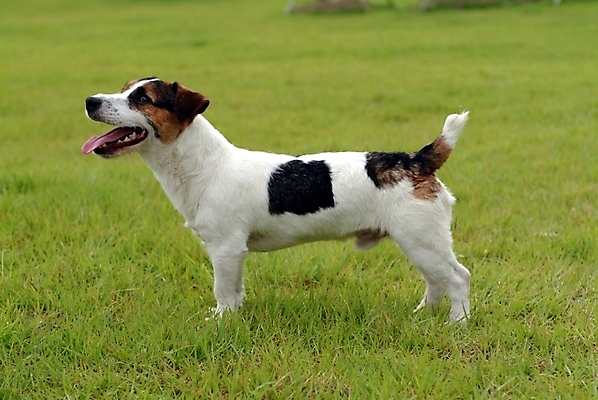포토 JPG 주간 동물 척추동물 한마리 육지동물 반려견 포유류 잔디 사람없음 야외 반려동물 개 강아지 테리어 잭러셀테리어 반려 국내포토 자연요소 식물 1 파일형식