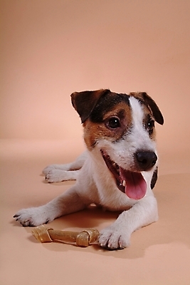 포토 JPG 스튜디오촬영 동물 척추동물 한마리 육지동물 반려견 포유류 사람없음 반려동물 개 강아지 테리어 애견용품 잭러셀테리어 개껌 반려 국내포토 반려용품 1 실내 오브젝트 파일형식