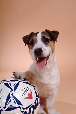 포토 JPG 스튜디오촬영 동물 척추동물 한마리 육지동물 반려견 스포츠용품 축구공 공 포유류 사람없음 반려동물 개 강아지 테리어 잭러셀테리어 반려 국내포토 1 스포츠 축구용품 실내 오브젝트 파일형식