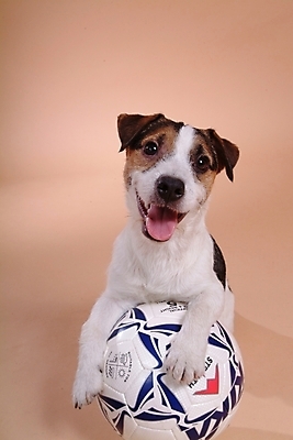 포토 JPG 스튜디오촬영 동물 척추동물 한마리 육지동물 반려견 스포츠용품 축구공 공 포유류 사람없음 반려동물 개 강아지 테리어 잭러셀테리어 반려 국내포토 1 스포츠 축구용품 실내 오브젝트 파일형식