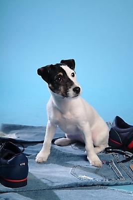 포토 JPG 스튜디오촬영 동물 척추동물 한마리 육지동물 옷 반려견 운동화 신발 바지 포유류 사람없음 반려동물 청바지 개 강아지 진 테리어 잭러셀테리어 반려 국내포토 1 하의 실내 파일형식