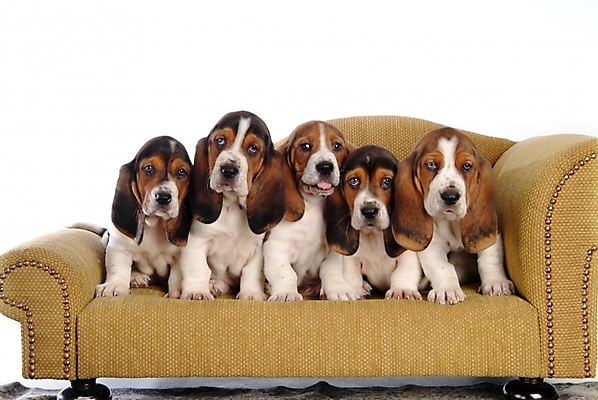 포토 JPG 스튜디오촬영 동물 척추동물 육지동물 반려견 의자 여러마리 포유류 사람없음 반려동물 소파 개 강아지 사냥개 하운드 바셋하운드 반려 국내포토 가구 다수 실내 파일형식