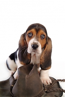 포토 JPG 스튜디오촬영 동물 척추동물 모자 한마리 육지동물 반려견 포유류 사람없음 반려동물 개 강아지 사냥개 하운드 바셋하운드 반려 국내포토 1 잡화 실내 파일형식