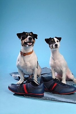 포토 JPG 스튜디오촬영 동물 척추동물 육지동물 반려견 운동화 신발 두마리 포유류 사람없음 반려동물 청바지 개 강아지 진 테리어 잭러셀테리어 반려 국내포토 2 바지 실내 파일형식