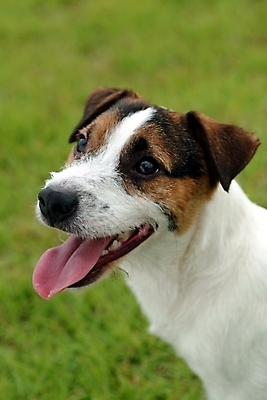 포토 JPG 주간 동물 척추동물 한마리 육지동물 반려견 포유류 잔디 사람없음 야외 반려동물 개 강아지 테리어 잭러셀테리어 반려 국내포토 자연요소 식물 1 파일형식