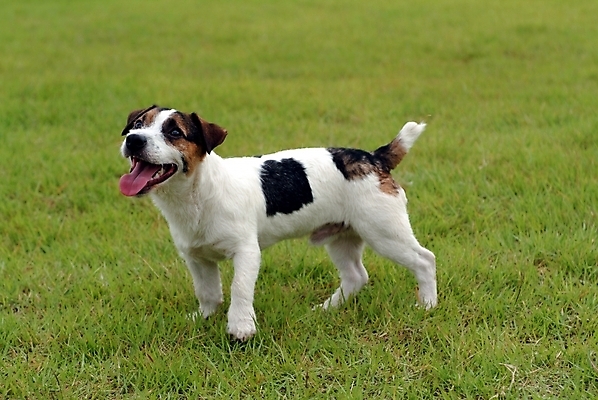 포토 JPG 주간 동물 척추동물 한마리 육지동물 반려견 포유류 잔디 사람없음 야외 반려동물 개 강아지 테리어 잭러셀테리어 반려 국내포토 자연요소 식물 1 파일형식