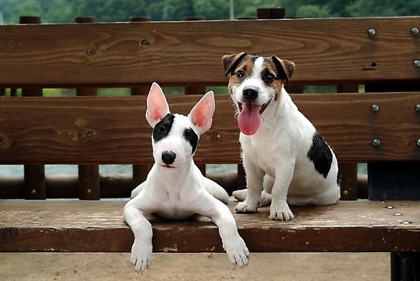 포토 JPG 주간 동물 척추동물 육지동물 반려견 두마리 포유류 사람없음 야외 반려동물 개 강아지 테리어 불테리어 잭러셀테리어 반려 국내포토 자연요소 2 파일형식