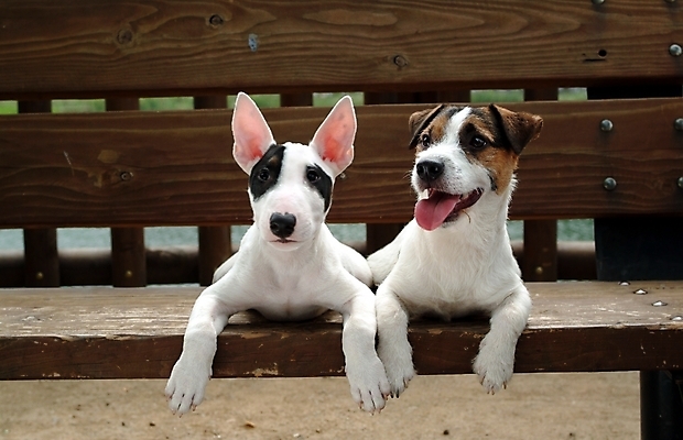 포토 JPG 주간 동물 척추동물 육지동물 반려견 두마리 포유류 사람없음 야외 반려동물 개 강아지 테리어 불테리어 잭러셀테리어 반려 국내포토 자연요소 2 파일형식