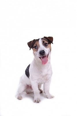 포토 JPG 스튜디오촬영 동물 척추동물 한마리 육지동물 반려견 포유류 사람없음 반려동물 개 강아지 테리어 잭러셀테리어 반려 국내포토 1 실내 파일형식