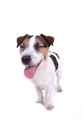 포토 JPG 스튜디오촬영 동물 척추동물 한마리 육지동물 반려견 포유류 사람없음 반려동물 개 강아지 테리어 잭러셀테리어 반려 국내포토 1 실내 파일형식