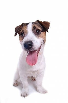 포토 JPG 스튜디오촬영 동물 척추동물 한마리 육지동물 반려견 포유류 사람없음 반려동물 개 강아지 테리어 잭러셀테리어 반려 국내포토 1 실내 파일형식