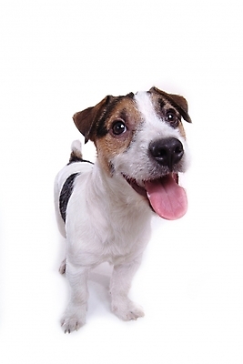 포토 JPG 스튜디오촬영 동물 척추동물 한마리 육지동물 반려견 포유류 사람없음 반려동물 개 강아지 테리어 잭러셀테리어 반려 국내포토 1 실내 파일형식