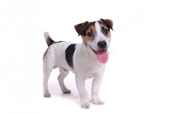 포토 JPG 스튜디오촬영 동물 척추동물 한마리 육지동물 반려견 포유류 사람없음 반려동물 개 강아지 테리어 잭러셀테리어 반려 국내포토 1 실내 파일형식