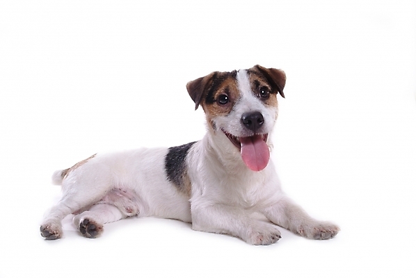 포토 JPG 스튜디오촬영 동물 척추동물 한마리 육지동물 반려견 포유류 사람없음 반려동물 개 강아지 테리어 잭러셀테리어 반려 국내포토 1 실내 파일형식