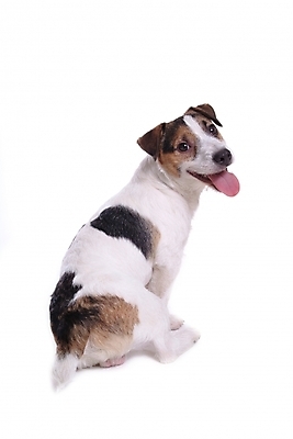 포토 JPG 스튜디오촬영 동물 척추동물 한마리 육지동물 반려견 포유류 사람없음 반려동물 개 강아지 테리어 잭러셀테리어 반려 국내포토 1 실내 파일형식