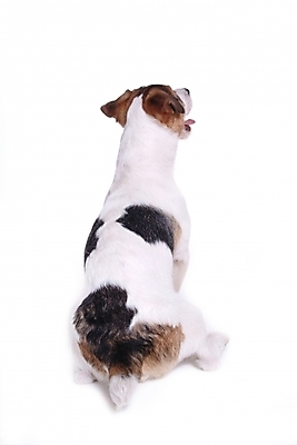 포토 JPG 스튜디오촬영 동물 척추동물 한마리 육지동물 반려견 포유류 사람없음 반려동물 개 강아지 테리어 잭러셀테리어 반려 국내포토 1 실내 파일형식