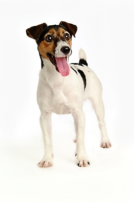 포토 JPG 스튜디오촬영 동물 척추동물 한마리 육지동물 반려견 포유류 사람없음 반려동물 개 강아지 테리어 잭러셀테리어 반려 국내포토 1 실내 파일형식