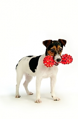 포토 JPG 스튜디오촬영 동물 척추동물 한마리 육지동물 반려견 포유류 사람없음 반려동물 장난감 놀이용품 개 강아지 테리어 애견용품 잭러셀테리어 반려 국내포토 반려용품 1 실내 오브젝트 파일형식