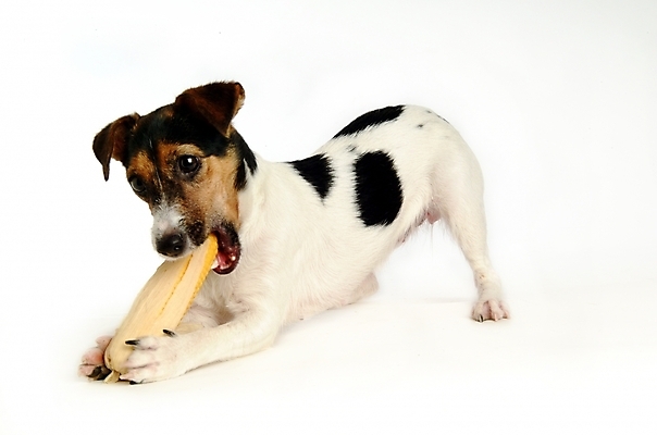 포토 JPG 스튜디오촬영 동물 척추동물 한마리 육지동물 반려견 포유류 사람없음 반려동물 개 강아지 테리어 잭러셀테리어 반려 국내포토 1 실내 파일형식