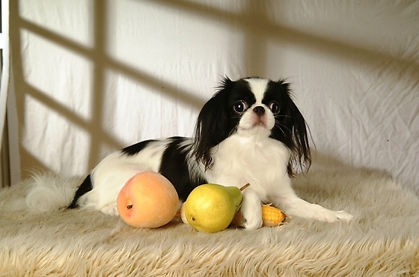 포토 JPG 동물 척추동물 한마리 육지동물 반려견 과일 포유류 실내 사람없음 반려동물 개 강아지 복숭아 모과 재퍼니스친 반려 국내포토 1 내부 파일형식