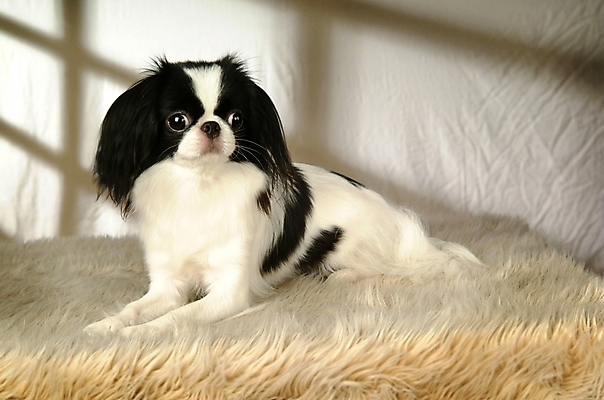 포토 JPG 동물 척추동물 한마리 육지동물 반려견 포유류 실내 사람없음 반려동물 개 강아지 재퍼니스친 반려 국내포토 1 내부 파일형식