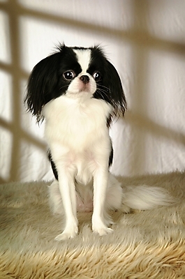 포토 JPG 동물 척추동물 한마리 육지동물 반려견 포유류 실내 사람없음 반려동물 개 강아지 재퍼니스친 반려 국내포토 1 내부 파일형식