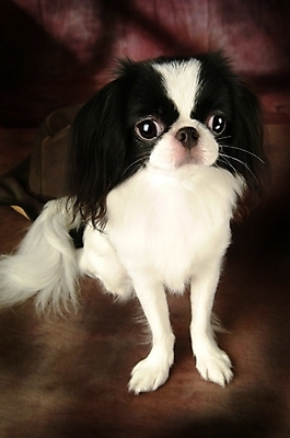 포토 JPG 동물 척추동물 한마리 육지동물 반려견 포유류 실내 사람없음 반려동물 개 강아지 재퍼니스친 반려 국내포토 1 내부 파일형식