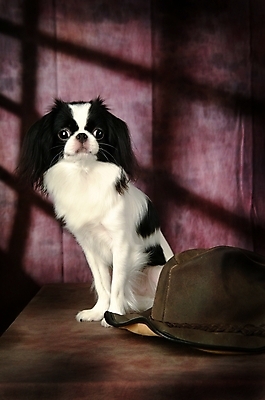 포토 JPG 동물 척추동물 모자 한마리 육지동물 반려견 포유류 실내 사람없음 반려동물 개 강아지 재퍼니스친 반려 국내포토 1 잡화 내부 파일형식