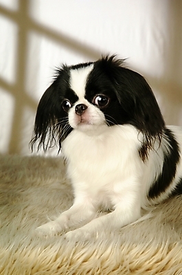 포토 JPG 동물 척추동물 한마리 육지동물 반려견 포유류 실내 사람없음 반려동물 개 강아지 재퍼니스친 반려 국내포토 1 내부 파일형식