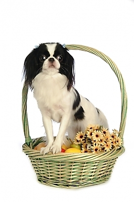 포토 JPG 스튜디오촬영 식물 동물 척추동물 한마리 육지동물 꽃 반려견 포유류 사람없음 반려동물 바구니 개 강아지 재퍼니스친 반려 국내포토 1 실내 파일형식