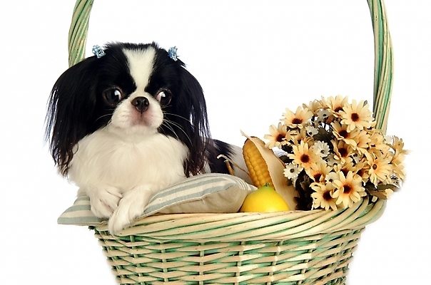 포토 JPG 스튜디오촬영 식물 동물 척추동물 한마리 육지동물 꽃 반려견 포유류 사람없음 반려동물 바구니 개 강아지 재퍼니스친 반려 국내포토 1 실내 파일형식