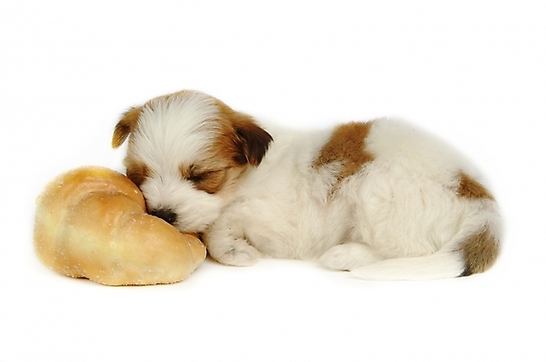 포토 JPG 스튜디오촬영 동물 척추동물 한마리 육지동물 반려견 빵 포유류 사람없음 반려동물 종 잠 수면 개 강아지 제빵 반려 믹스견 국내포토 1 음식 실내 물 제과제빵 파일형식