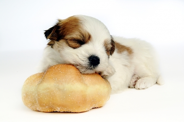 포토 JPG 스튜디오촬영 동물 척추동물 한마리 육지동물 반려견 빵 포유류 사람없음 반려동물 잠 수면 개 강아지 제빵 반려 믹스견 국내포토 1 음식 실내 물 제과제빵 파일형식