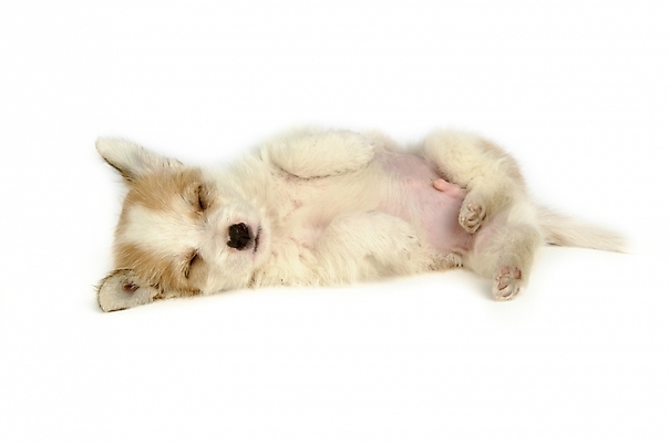 포토 JPG 스튜디오촬영 동물 척추동물 한마리 육지동물 반려견 포유류 사람없음 반려동물 잠 수면 개 강아지 반려 믹스견 국내포토 1 실내 물 파일형식