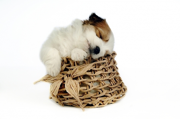 포토 JPG 스튜디오촬영 동물 척추동물 한마리 육지동물 반려견 포유류 사람없음 반려동물 바구니 잠 수면 개 강아지 반려 믹스견 국내포토 1 실내 물 파일형식